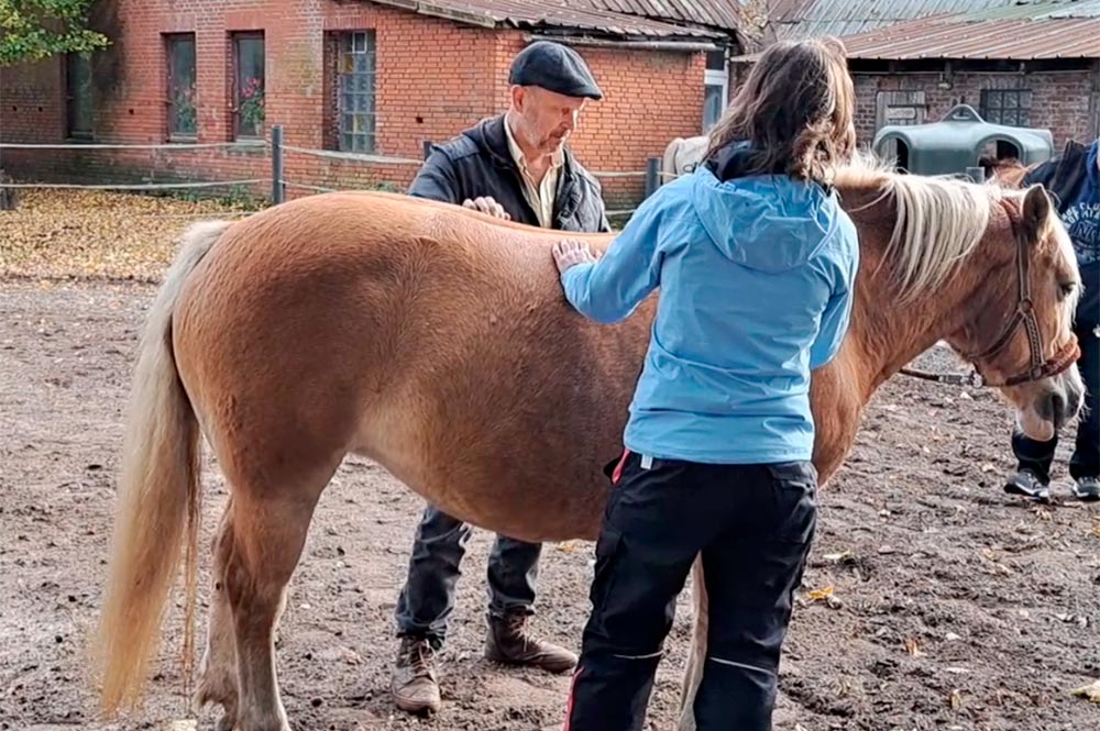 Ausbildung zum Tierheilpraktiker - Königsfurt Seminare