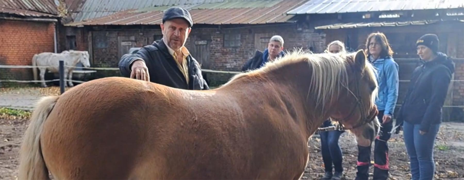 Ausbildung zum Tierheilpraktiker - Königsfurt Seminare